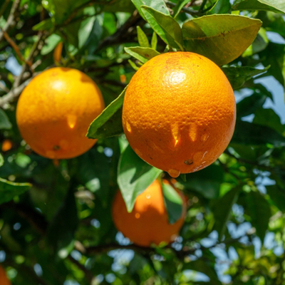 orange